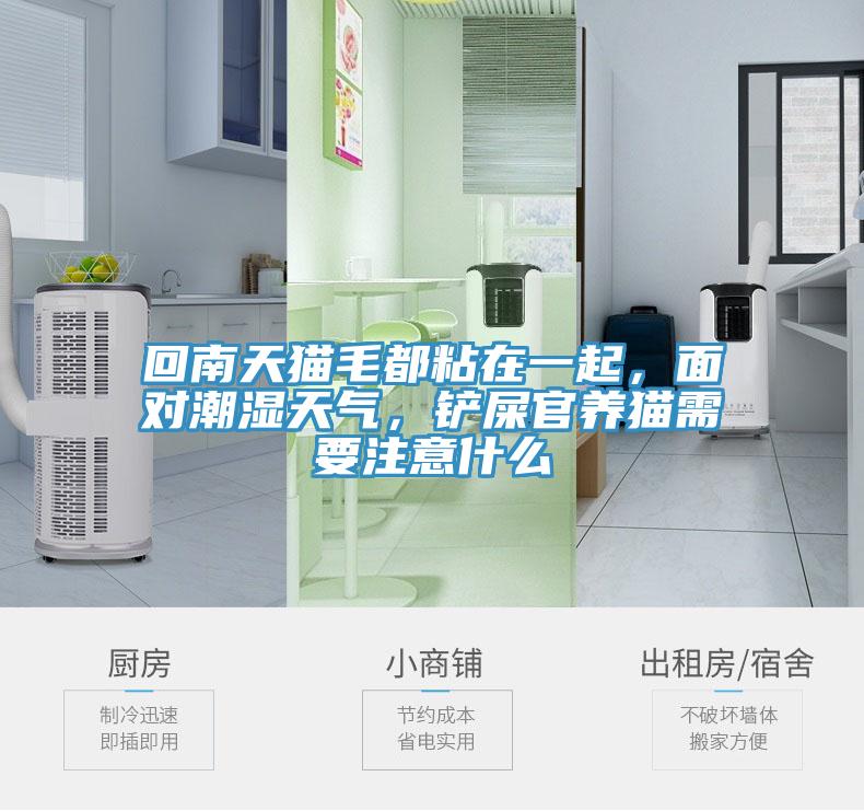 回南天貓毛都粘在一起，面對潮濕天氣，鏟屎官養(yǎng)貓需要注意什么
