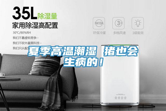 夏季高溫潮濕 豬也會(huì)生病的！