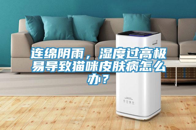 連綿陰雨，濕度過高極易導(dǎo)致貓咪皮膚病怎么辦？