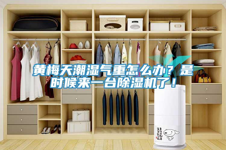 黃梅天潮濕氣重怎么辦？是時候來一臺除濕機了！