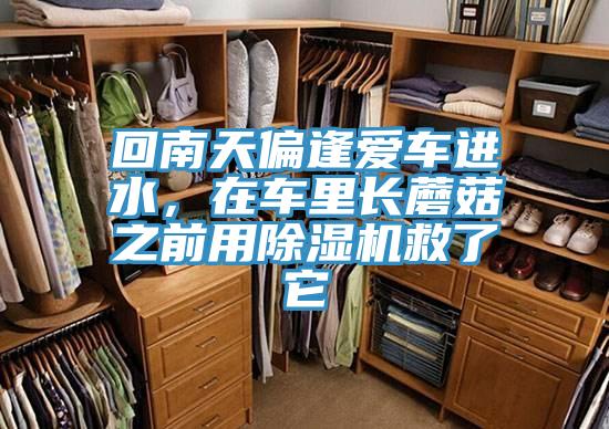 回南天偏逢愛車進(jìn)水，在車?yán)镩L蘑菇之前用除濕機(jī)救了它