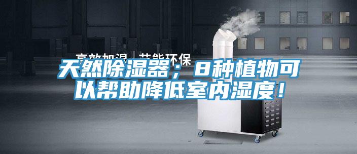 天然除濕器；8種植物可以幫助降低室內(nèi)濕度！