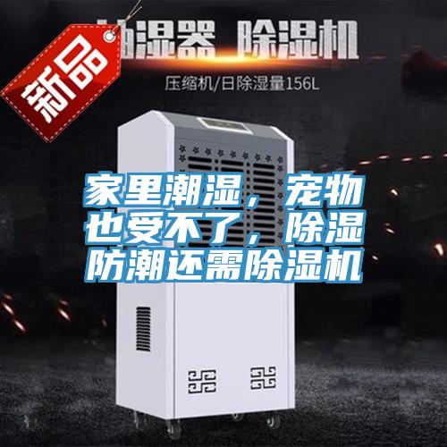 家里潮濕，寵物也受不了，除濕防潮還需除濕機(jī)