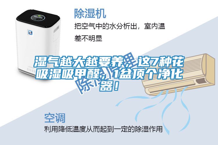 濕氣越大越要養(yǎng)，這7種花吸濕吸甲醛，1盆頂個(gè)凈化器！